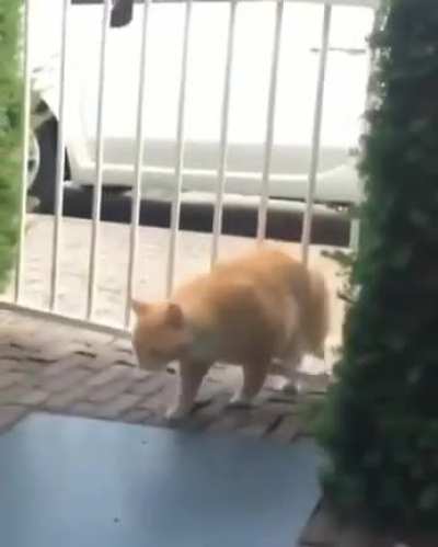 Chonky cat vs a gate!