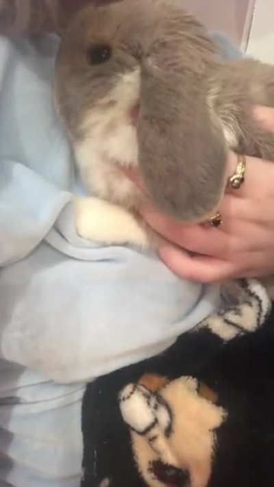 so bun is breathing heavily, idk if this is normal. she has done it occasionally, but more so the past few days. it isn’t constant, but regular. i hear it most when she snuggles to me or sometimes when she is laying down. i’m worried but i’ve been to the 