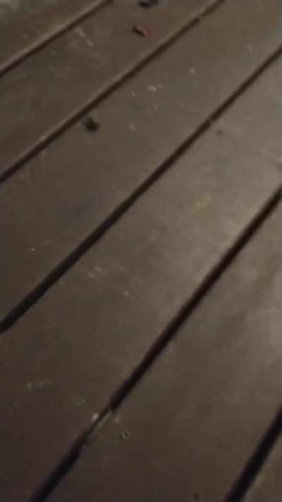 Wife killed spider