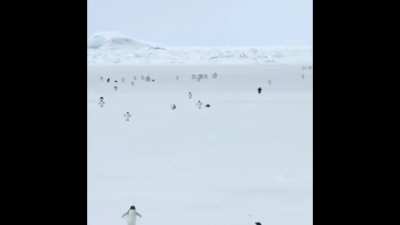 Penguins in 10x speed