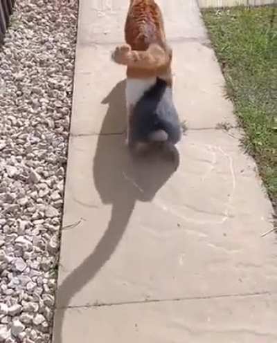 Am I a rabbit now