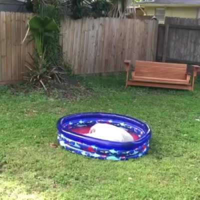 Hank playing in his new pool for the first time