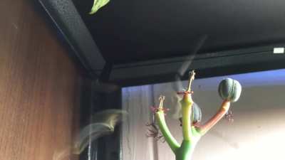 Caught the moment the fruit of my Jatropha podagrica (Buddha Belly) exploded! (Now with slomo!)