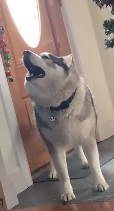 screm