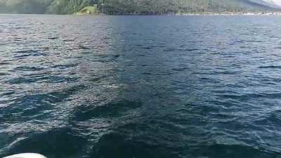 A herd of White-beaked dolphin visiting our fjord in Norway.