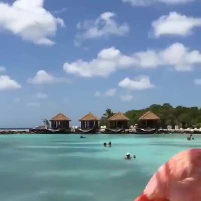 A lovely parade of Flamingos in Aruba.