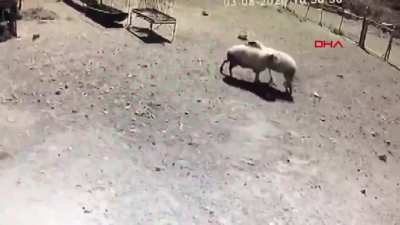 Amasya'da iki koç tokuşarak hayatını kaybetti :(