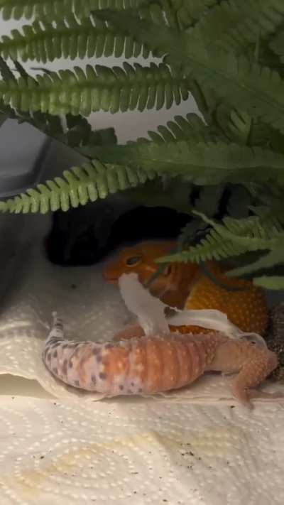 Gecko coming out of it's old skin