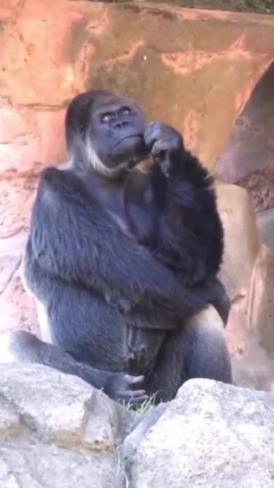 Gorilla thinking