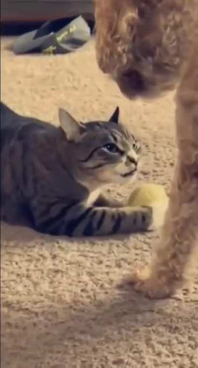 Dis is mine now