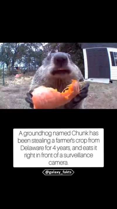 Even Delaware's animals know that the citizens are bitches and they ain't gon' do shit.