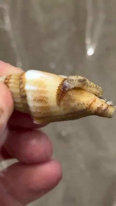 In Australia, even sea snails are built different