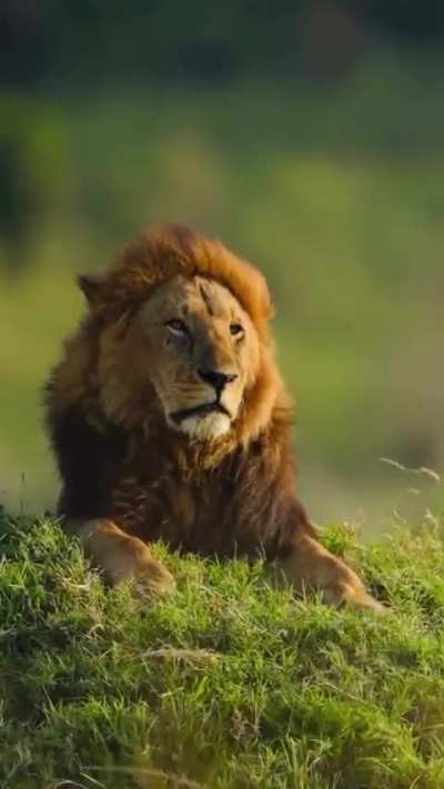 Manywele Blackrock pride king