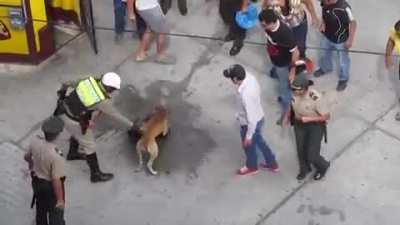 Dog will not let go