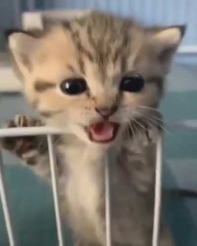 Smol criminal in jail