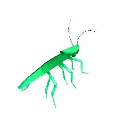 ROACH