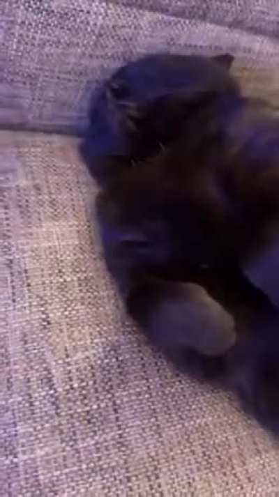 Sonidos de gato