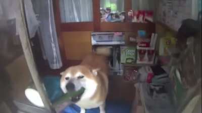 If you fell sad remember this dog owns a shop in Tokyo🙂