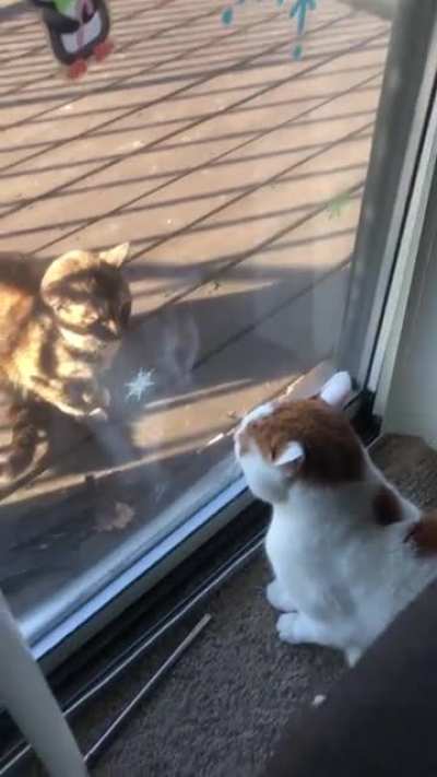 Nemo doesn’t like the outside stray