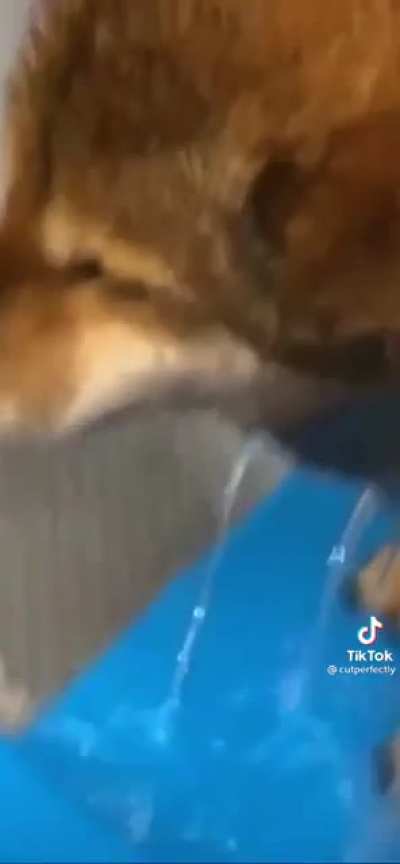 rawr