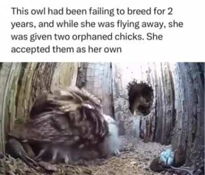 This is so beautiful! Love of a mother is so natural to almost all creatures itâs beautiful