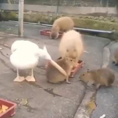 Esse pelicano tenta comer uma bebê capivara, vendo que não consegue entra em uma crise existencial