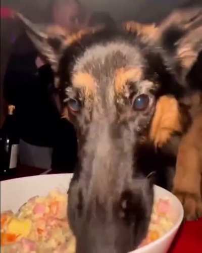 alfa when he sees mac n cheese🧀