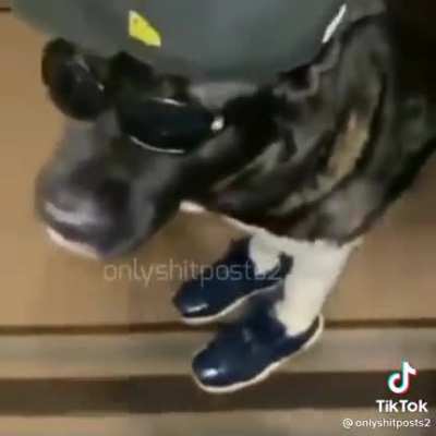 Cool dog