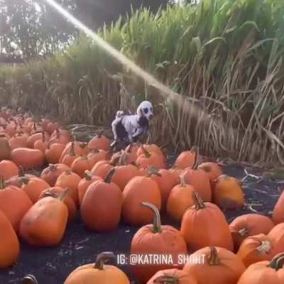 Haunted Field