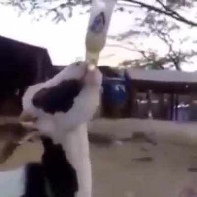 This is GOAT Video