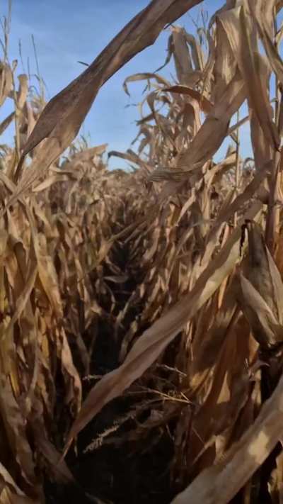 It's Halloween today, so I wonder if you've ever had to run away from a monster with huge tits in a spooky corn field.