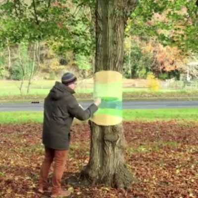 Invisible tree art
