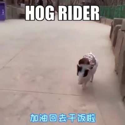 👨🏿🔨🐷