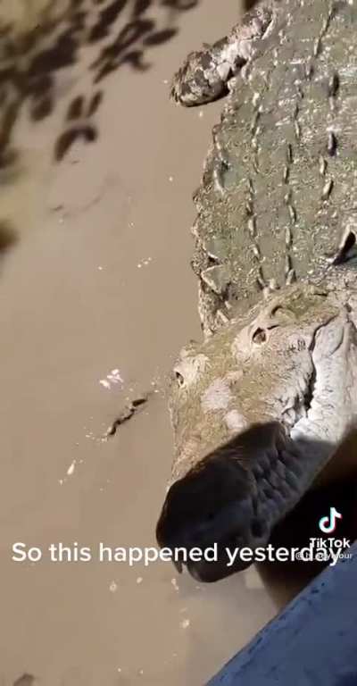 Let's say hi to this metal looking crocodile