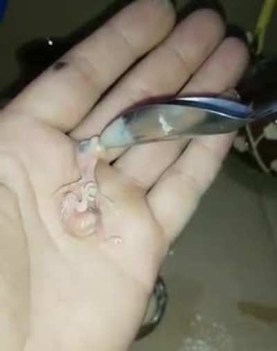 Guy brings abandoned egg to life !