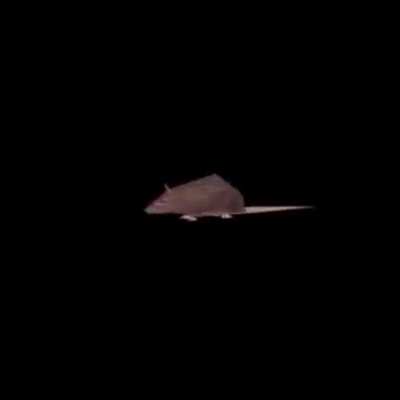 rat