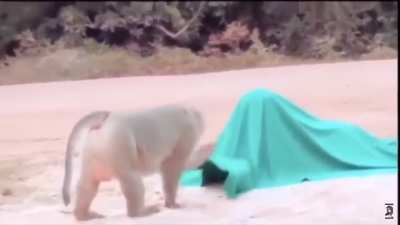Monkey scared of stuffed tiger
