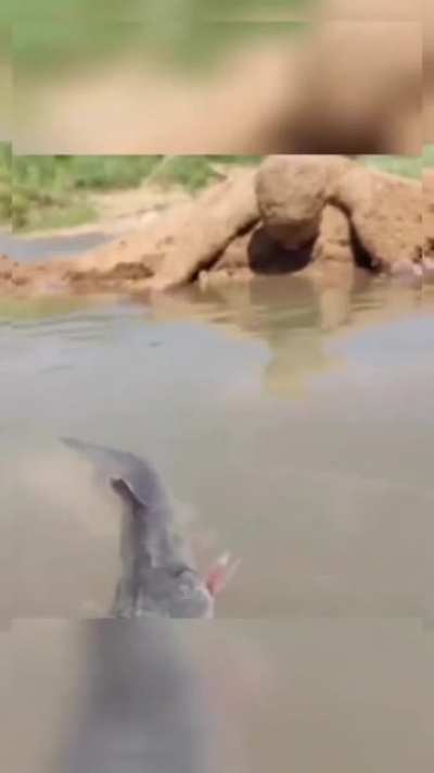 How this man catches fish