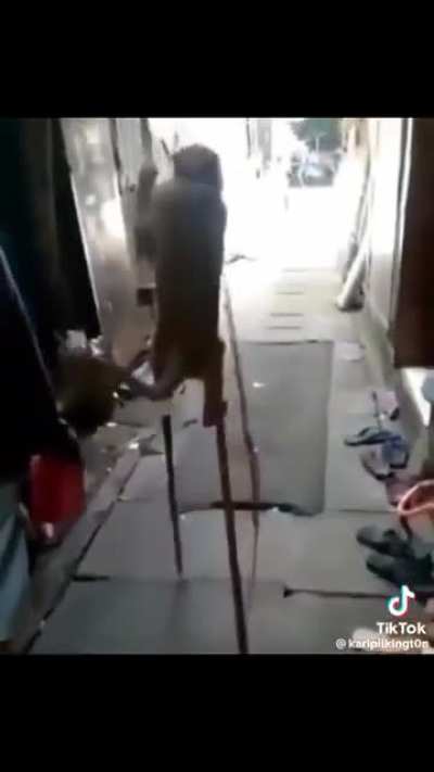 They know how to use stilts