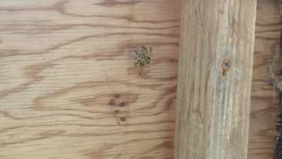 man inspects quarreling wasps [OC]