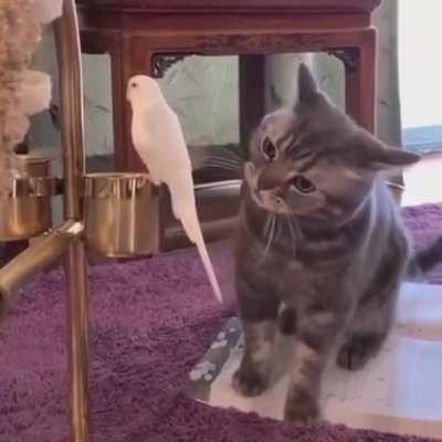 birb is friend not food.