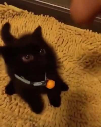 Tiniest kitten I've ever seen