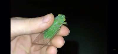 Green Cicada (sorry if repost)