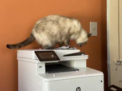 dulcinea is my office manager and she’s very devoted to data security!