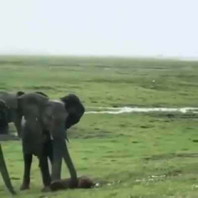 Elephant giving birth