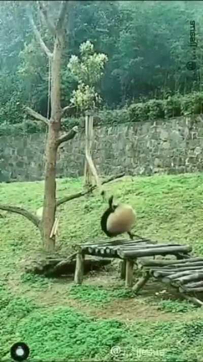 Чебур<wbr>ашки чебур<wbr>ахают<wbr>ся