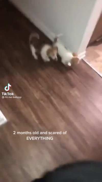 Scared Pups