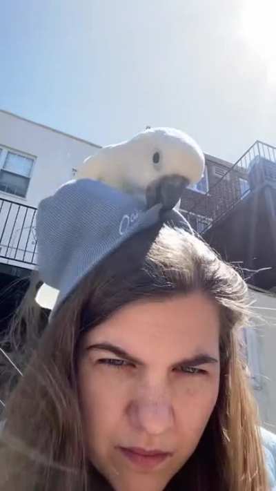 Parrot