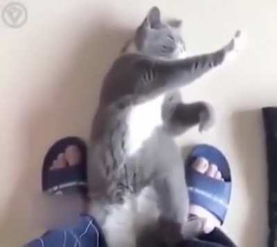 Kitteh Fu