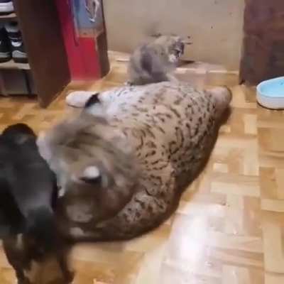 of a lynx